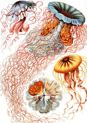 Ernst Haeckel. Planche de « Das System der Medusem », 1879